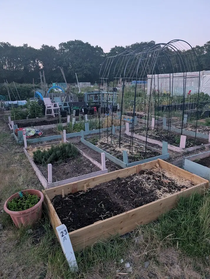 Becky Allotment May 26